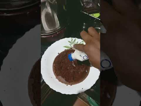 pettannu വന്ന cake orders um (psc) exam um Vellapokkavum
