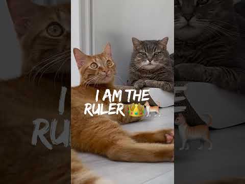 Your Cat Hears You… But Ignores You😼👑 #cats #cat #viralshorts #shorts #facts #catshorts #catfacts