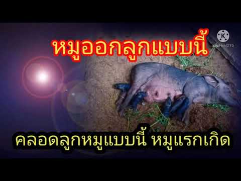 หมูออกลูกแบบนี้เอง หมูแรกเกิด