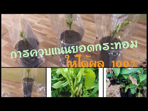 สอนขยายพันธุ์กิ่งกระท่อม ให้ออกราก 100% ด้วยวิธีการควบแน่นในดินทราย