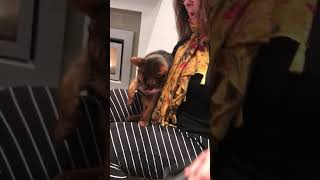 Test driving a Thundershirt