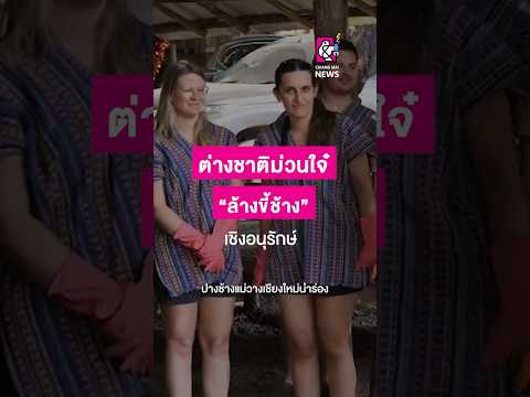 ต่างชาติม่วนใจ๋ “ล้างขี้ช้าง” เชิงอนุรักษ์ #chiangmainews #cmnnews #ที่เที่ยวเชียงใหม่