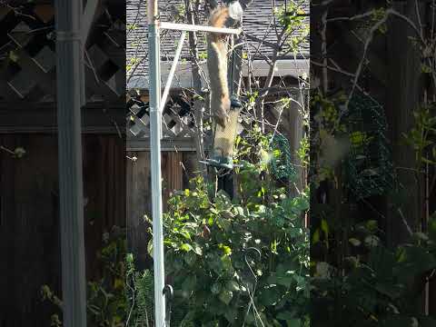 If you think your life is hard, watch this video. We named this #squirrel Bruce. He got grit!