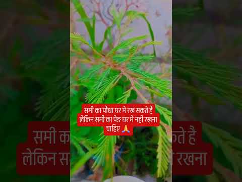 समी का पौधा घर मे रख सकते है लेकिन समी का पेङ घर मे नही रखना चाहिए 🙏#upay #शिव #astrology #facts