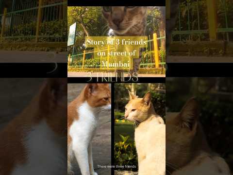 Street Cats Who Became Family | Heartwarming Story of Friendship 🐾🐈 #shortsfeed  #cat #shortsfeed