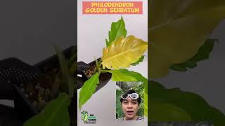 ใบพิณทอง Philodendron Golden Serratum ใบเลื่อยอ้วนกลม