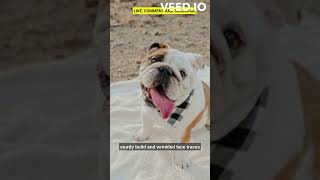 The english bulldogs🤗😊#englishbulldog #dog #animals #shorts #trending #viral #knowledgehub