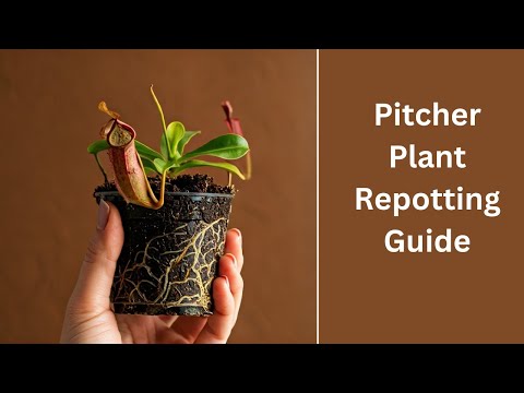 Repotting Your Pitcher Plant: A Step-by-Step Guide