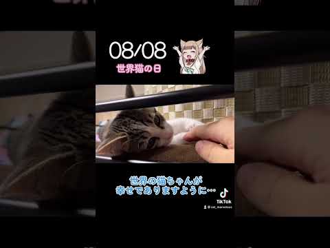 8月8日は世界猫の日だそうニャ
