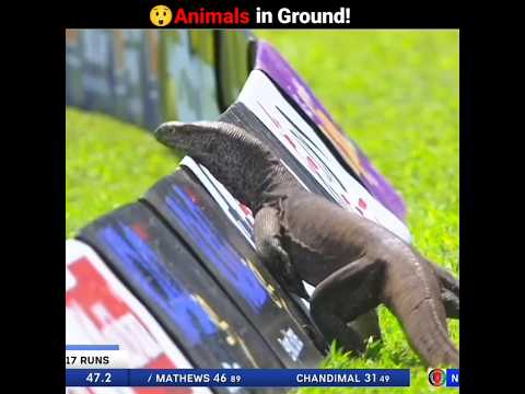 Cricket K Top Animal Moments..!! 😧