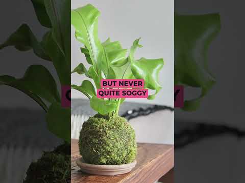 About Bird's Nest Fern #houseplants #indoorplants #shortvideo