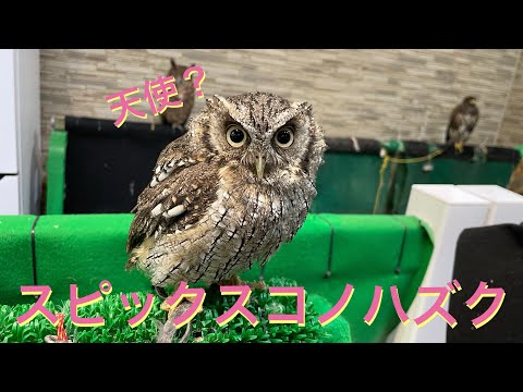 可愛いスピックスコノハズク！(熱帯倶楽部　東川口本店)