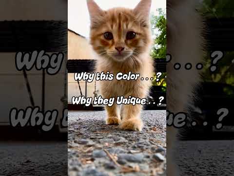 Why Are Ginger Cats So Special?