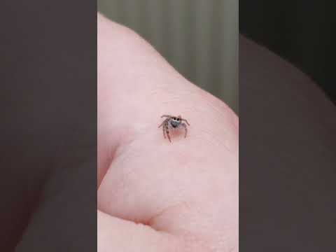 They're not all bad 🥺 #australia #spider #jumpingspiders #cute