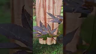 Embrace Peace with Ganesh Meditation Shawls.mp4