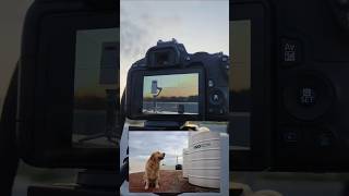 Photography Composition technique in tamil   #photography #camera  #tamil #photoshoot #dslr  #photo
