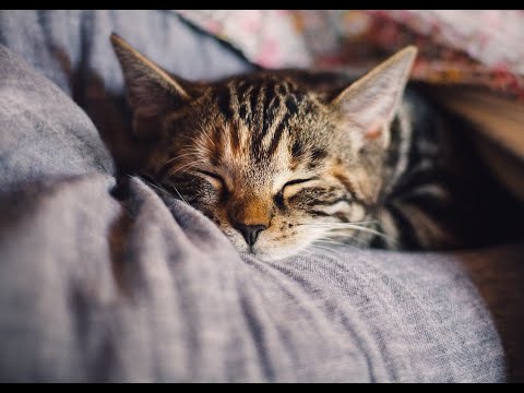 Calm music for peace and relaxation -  2023 - 9