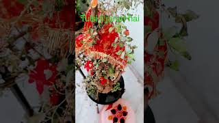 ghar mein Tulsi ka mahatva #pradeepmishrakeupay #प्रदीपमिश्राकेप्रवचन #akki #viral