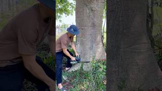 No Tree, No Life 💔🌳 #natural #healing #SaveTrees #Nature #Environment