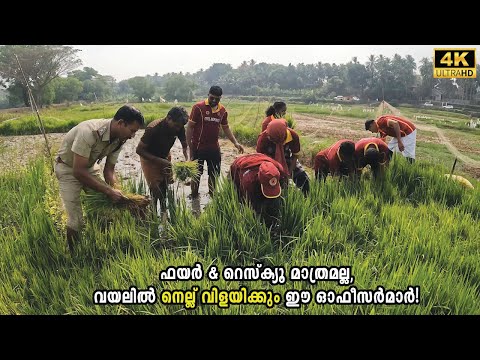 കേരളാ ചരിത്രത്തിൽ ആദ്യമായ് ഓഫിസർമാരുടെ ഈ നെൽകൃഷി l FIRE & RESCUE l Civil Defence