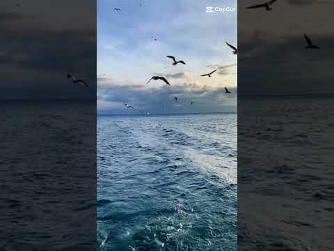 #dailyvlog #naturelovers #shortvideo