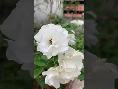 White flowers ||Easy gardening on rooftops || Terrace graden|| shot on iPhone 12 mini