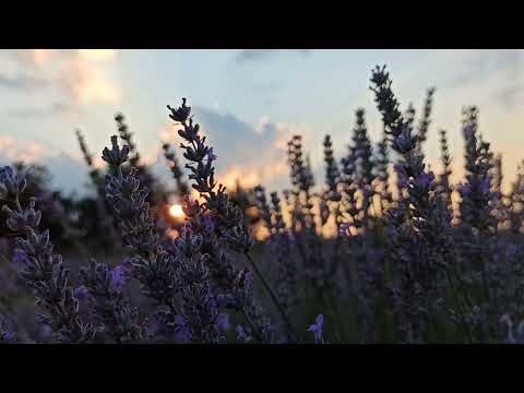 Lavender Garden I 1 Hour Relaxaion Nature Sounds, Bees, Birds, Wind etc. I Focusing, Calming