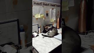 when he needs attention 😿 #shorts #cat #study #studywithcat
