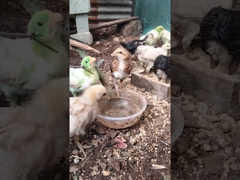 #ayam #ayamjago #ayamwarnawarni #ayamkampung #ayampotong #ayamrainbow #ternding #trending