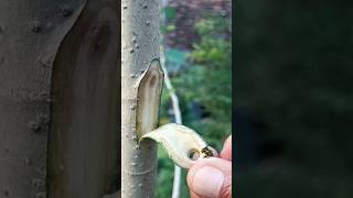 simple grafting practice🌱 🌳 #plants #garden #gardening #nature #craft #diy #grafting