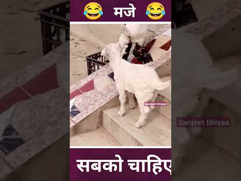मजे सब को चाहिए #facts #comedy