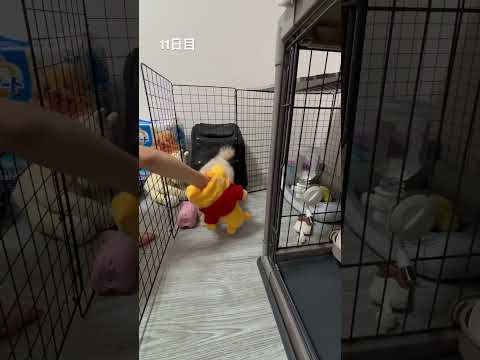 11日目　子供と遊んでいたらキョンシージャンプをしていた