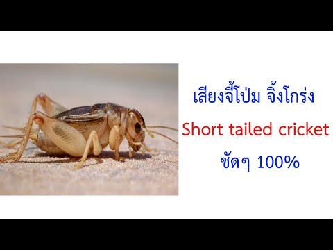 เสียงจี้โป่มหรือจิ้งโกร่ง Short tailed cricket Brachytrupes portentosus 2021 ชัดๆ