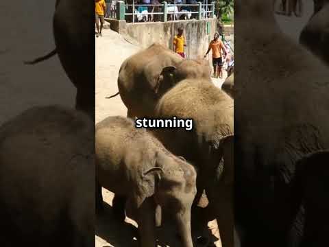 5 Animals That Changed History Forever!