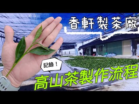 製茶 |高山茶製作過程 |「香軒製茶廠」Production of Taiwan High Mountain Tea