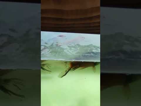 Lot of fishes in Aquarium# Review video#please_subscribe_my_channel