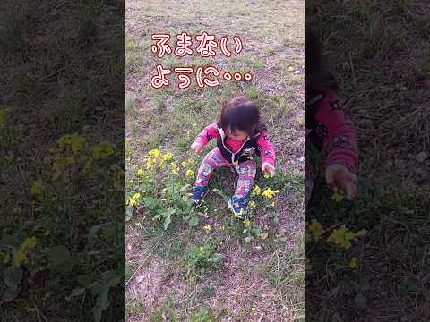 《1歳7ヶ月》春　公園の遊具といっぱいの菜の花#日常#成長#子供#1歳児 #shortvideo#癒し#癒し#あかちゃんのいる生活#ショート#育児#short#shorts#赤ちゃん#親子#成長記録