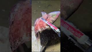 🔴【LIVE】Diving to catch big fish on the seabed 🦞2026-07-11🦀P02