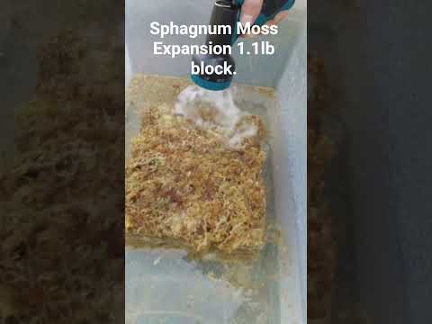 Sphagnum Moss Expansion 1.1 lb block. #sphagnummoss