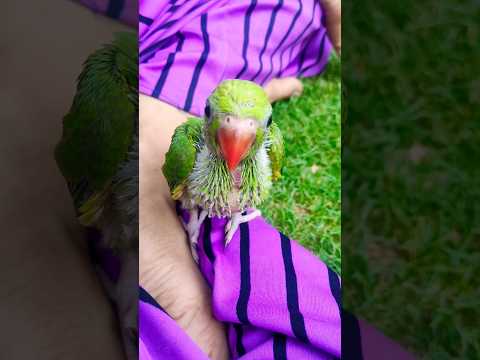 Dil mein he tu🫀❣️ #parrot #birdslover #ytshorts #youtubeshorts #youtube #india #viralvideo