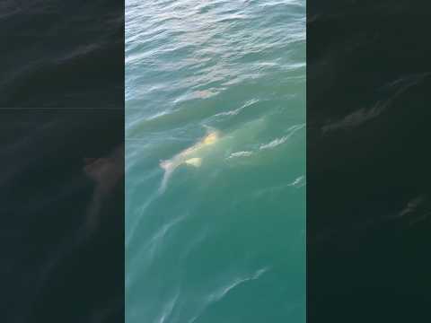 RECORD tarpon caught in Tampa Bay!!! 🤩 #tarpon #fishing #tampabay