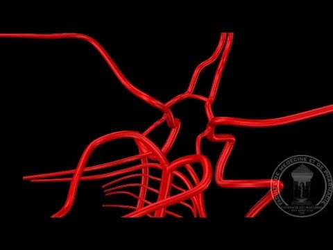 Neuroanatomy: Brain Vascularization
