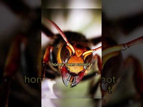 The unique defense of the Japanese honey bee | Strange facts you never knew #shorts