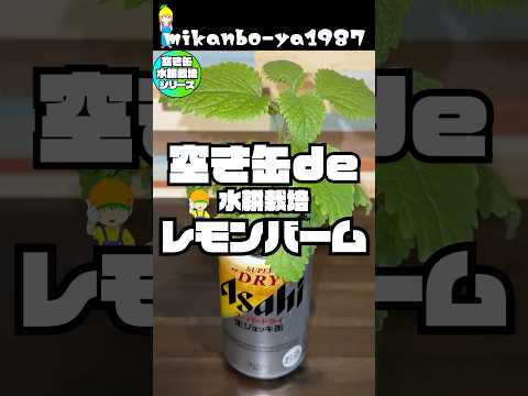 【空き缶栽培】レモンバームやバジル、ミント、シソを超簡単に水耕栽培する方法とどんどん増やせる挿し芽栽培を徹底解説！