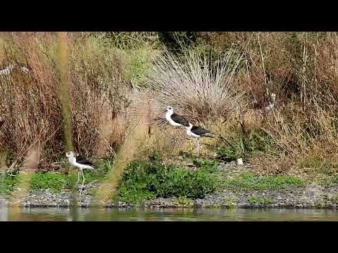 2019.07.28 Bird Watching ~ The pied stilt, also known as the white-headed stilt