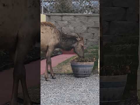 #elk chomps flowers #yellowstone #yellowstonenationalpark #naturelovers #nature #animals