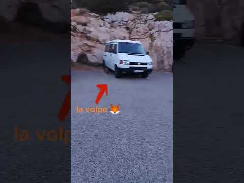 La volpe🦊!! #sardegna#alghero#isola#pera.52#volpe#RDO11#ilPitto15