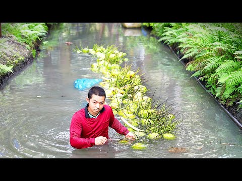 How Thai Farmers Harvest Tons of Fresh COCONUT and Cook - Thai street food