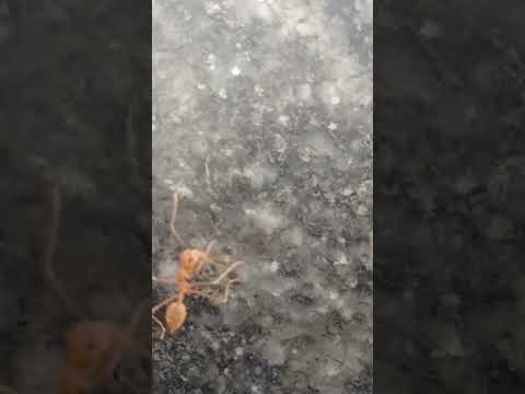 சிகப்பு எறும்பு 🐜 சத்தம் தமிழ் சார்ட்ஸ்