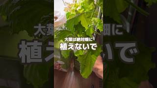 Never plant shiso leaves in the field 🌱#youtubeshorts #homegardening #homegardeningbeginners #shi...